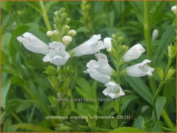 Physostegia virginiana &#39;Summer Snow&#39; | Scharnierbloem | Gelenkblume