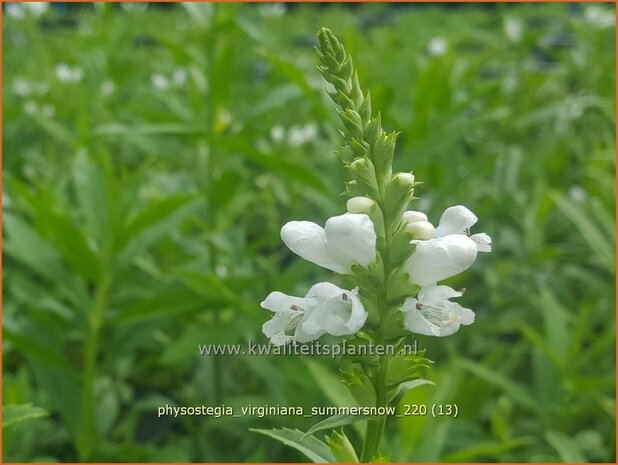 Physostegia virginiana &#39;Summer Snow&#39; | Scharnierbloem | Gelenkblume