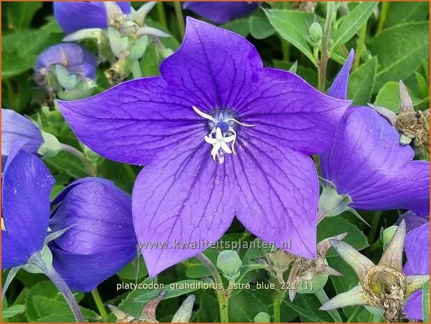 Platycodon grandiflorus 'Astra Blue' | Ballonklokje | Ballonblume