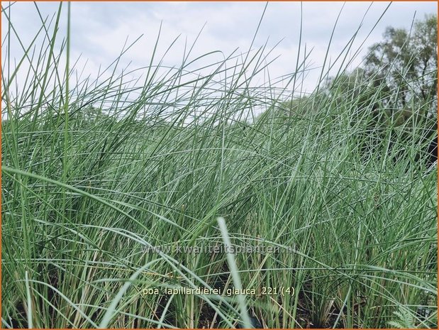 Poa labillardierei &#39;Glauca&#39; | Blauw beemdgras, Beemdgras | Hechtblaues Rispengras