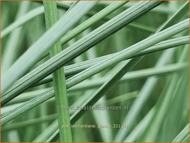 Poa labillardierei &#39;Glauca&#39; | Blauw beemdgras, Beemdgras | Hechtblaues Rispengras