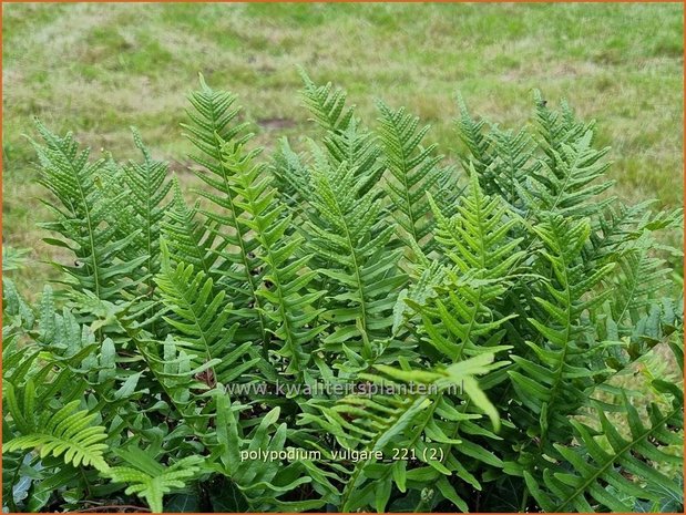 Polypodium vulgare | Gewone eikvaren, Eikvaren | Engelsüß