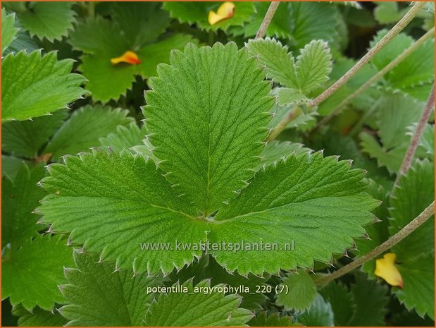 Potentilla argyrophylla | Ganzerik | Fingerkraut