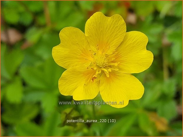Potentilla aurea | Gouden ganzerik, Ganzerik | Gold-Fingerkraut