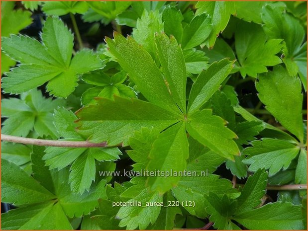 Potentilla aurea | Gouden ganzerik, Ganzerik | Gold-Fingerkraut