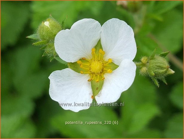 Potentilla rupestris | Rotsganzerik | Felsen-Fingerkraut