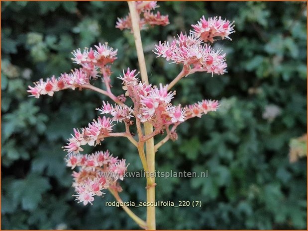 Rodgersia aesculifolia | Kastanjebladige astilbe, Schout-bij-nacht, Kijkblad | Kastanienblättriges Schaublatt