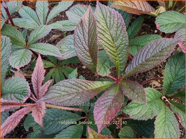 Rodgersia &#39;Bronze Peacock&#39; | Schout-bij-nacht, Kijkblad | Schaublatt