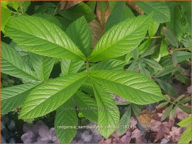 Rodgersia sambucifolia 'Rothaut' | Schout-bij-nacht, Kijkblad | Holunderblättriges Schaublatt | Rodger's Flower