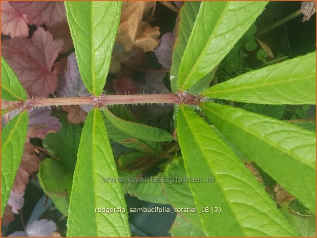 Rodgersia sambucifolia 'Rotstiel' | Schout-bij-nacht, Kijkblad | Holunderbl&auml;ttriges Schaublatt