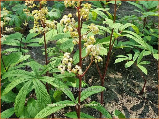 Rodgersia sambucifolia 'Rotstiel' | Schout-bij-nacht, Kijkblad | Holunderbl&auml;ttriges Schaublatt