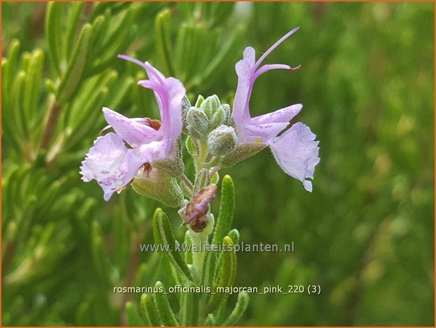 Rosmarinus officinalis 'Majorcan Pink' | Rozemarijn | Rosmarin