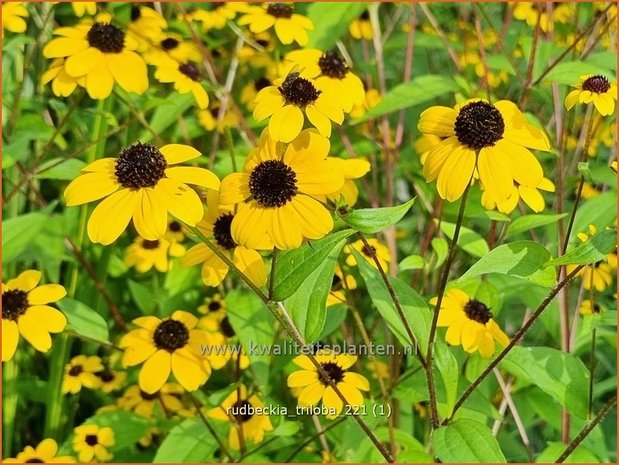 Rudbeckia triloba | Zonnehoed | Dreilappiger Sonnenhut