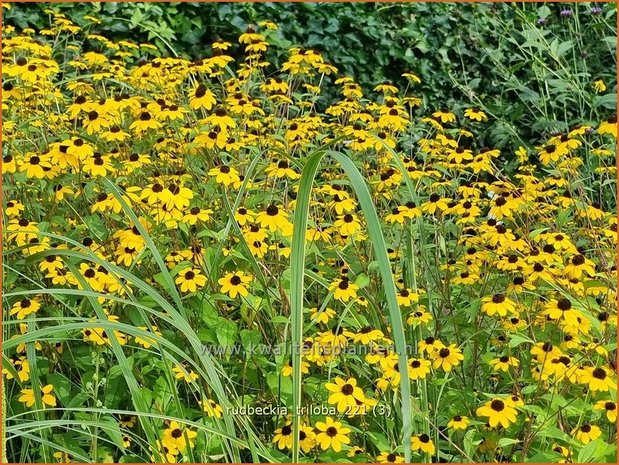 Rudbeckia triloba | Zonnehoed | Dreilappiger Sonnenhut