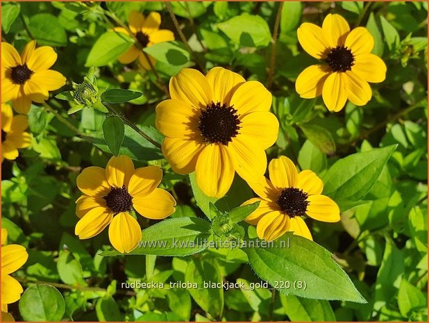 Rudbeckia triloba &#39;Blackjack Gold&#39;