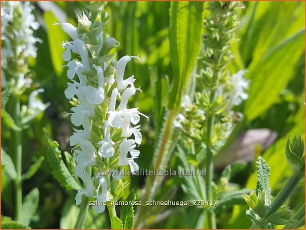 Salvia nemorosa &#39;Schneehügel&#39; | Bossalie, Salie, Salvia | Steppensalbei