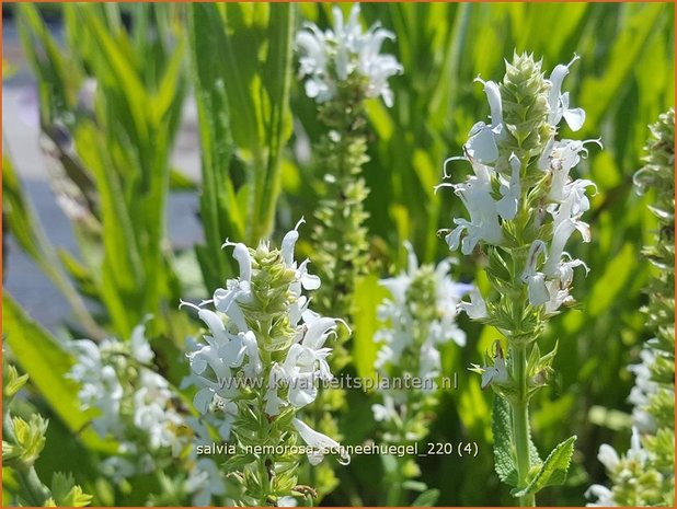 Salvia nemorosa &#39;Schneehügel&#39; | Bossalie, Salie, Salvia | Steppensalbei
