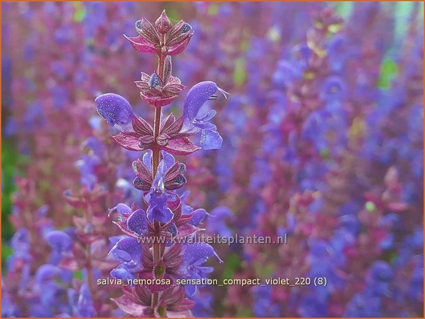 Salvia nemorosa 'Sensation Compact Violet' | Bossalie, Salie, Salvia | Steppensalbei
