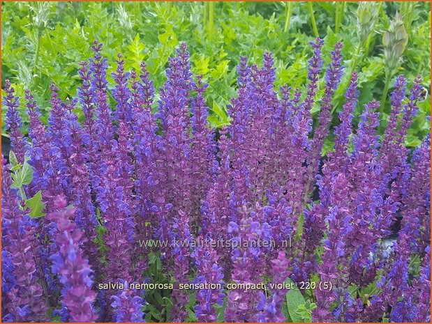 Salvia nemorosa 'Sensation Compact Violet' | Bossalie, Salie, Salvia | Steppensalbei