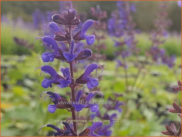 Salvia nemorosa 'Viola Klose' | Bossalie, Salie, Salvia | Steppensalbei