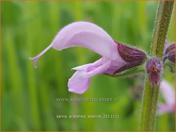 Salvia pratensis &#39;Eveline&#39; | Veldsalie, Salie, Salvia | Wiesen-Salbei