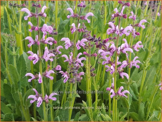 Salvia pratensis &#39;Eveline&#39; | Veldsalie, Salie, Salvia | Wiesen-Salbei