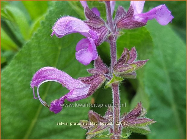 Salvia pratensis 'Lilac Lipstick' | Veldsalie, Salie, Salvia | Wiesen-Salbei