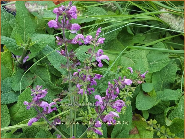 Salvia pratensis 'Lilac Lipstick' | Veldsalie, Salie, Salvia | Wiesen-Salbei
