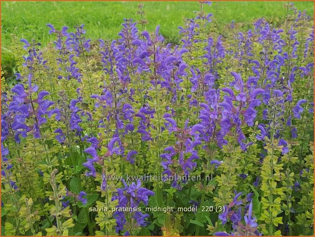 Salvia pratensis &#39;Midnight Model&#39; | Veldsalie, Salie, Salvia | Wiesen-Salbei