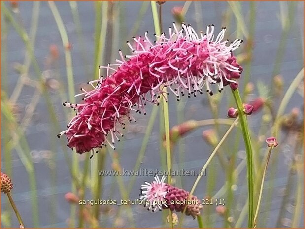 Sanguisorba tenuifolia 'Pink Elephant' | Hoge pimpernel, Sorbenkruid, Pimpernel | Hoher Wiesenknopf