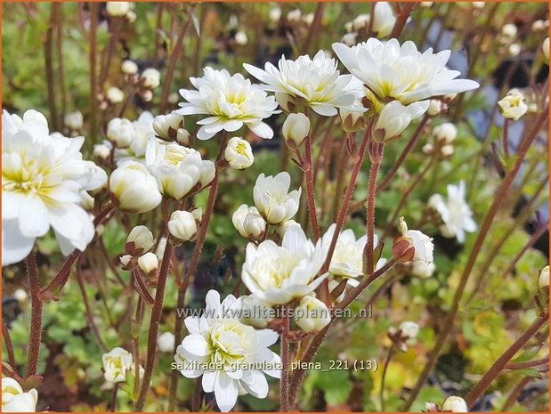 Saxifraga granulata 'Plena' | Haarlems klokkenspel, Knolsteenbreek, Steenbreek | Knöllchen-Steinbrech