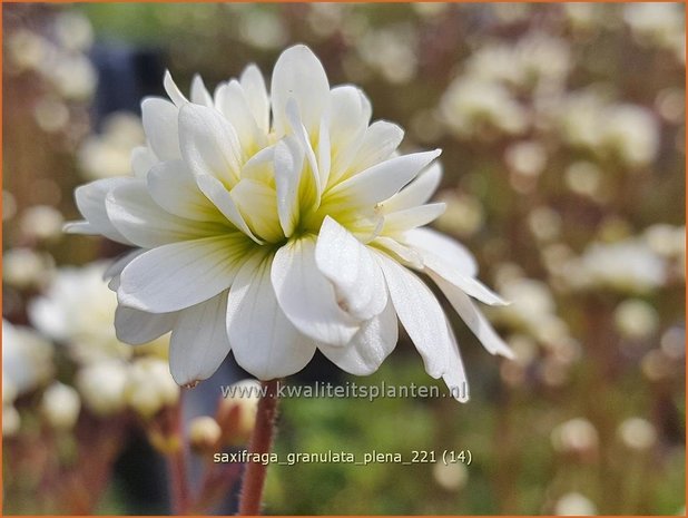 Saxifraga granulata 'Plena' | Haarlems klokkenspel, Knolsteenbreek, Steenbreek | Knöllchen-Steinbrech