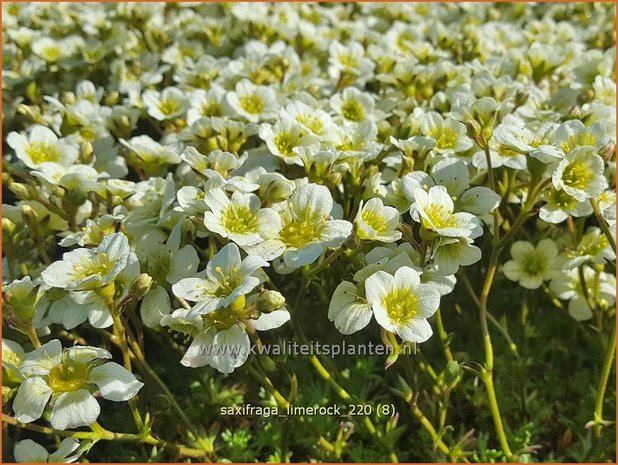 Saxifraga &#39;Limerock&#39; | Mossteenbreek, Steenbreek | Moos-Steinbrech