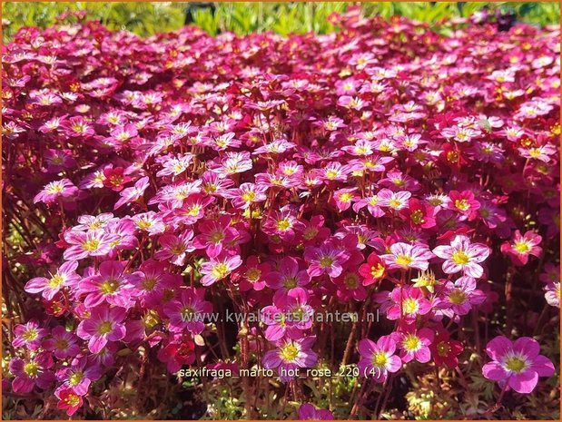 Saxifraga &#39;Marto Hot Rose&#39; | Mossteenbreek, Steenbreek | Moos-Steinbrech