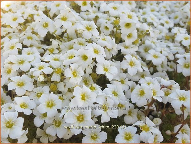 Saxifraga 'Marto White' | Mossteenbreek, Steenbreek | Moos-Steinbrech