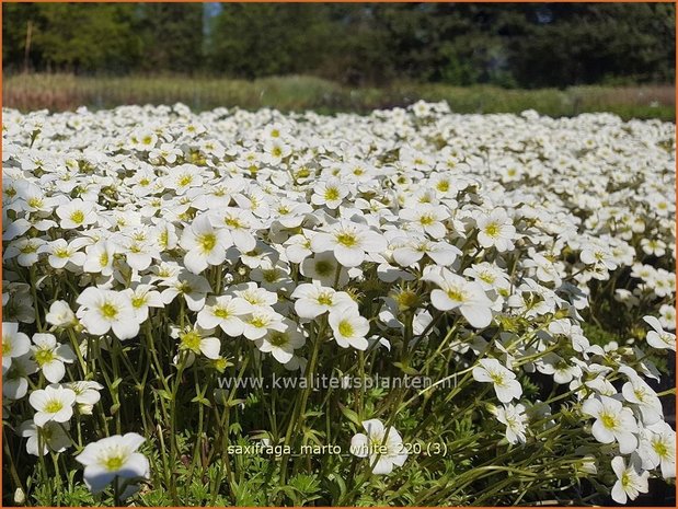 Saxifraga 'Marto White' | Mossteenbreek, Steenbreek | Moos-Steinbrech