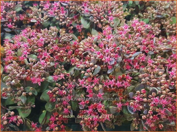 Sedum &#39;Dazzleberry&#39; | Vetkruid | Fettblatt