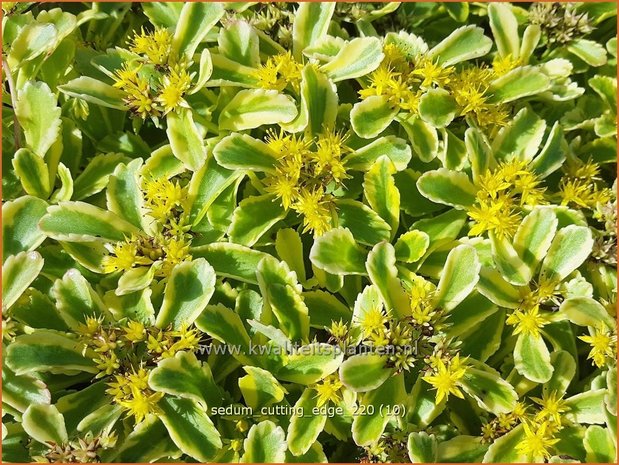 Sedum ellacombianum 'Cutting Edge' | Kamtsjatka vetkruid, Russische muurpeper, Vetkruid | Kamtschatka-Fettblatt