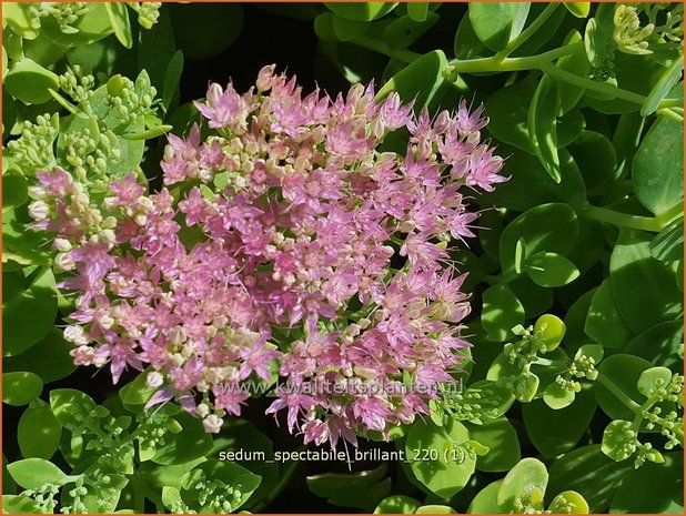 Sedum spectabile &#39;Brillant&#39; | Hemelsleutel, Vetkruid | Ansehnliches Fettblatt