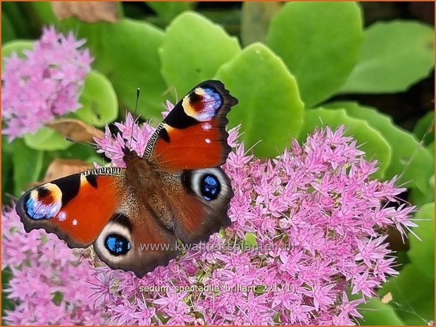 Sedum spectabile &#39;Brillant&#39; | Hemelsleutel, Vetkruid | Ansehnliches Fettblatt