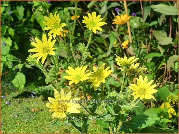 Silphium mohrii | Zonnekroon | Silphie