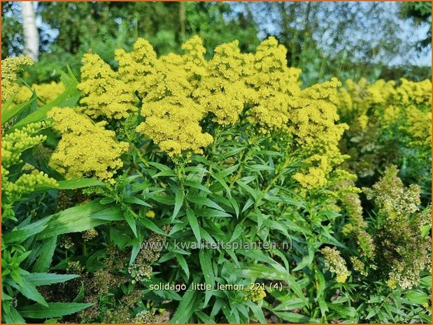 Solidago &#39;Little Lemon&#39; | Guldenroede | Goldrute