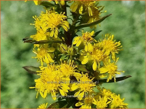 Solidago roanensis | Guldenroede | Goldrute