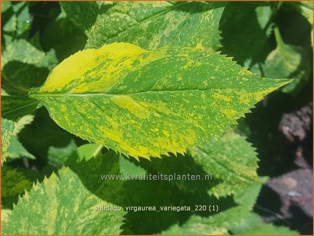 Solidago virgaurea &#39;Variegata&#39; | Echte guldenroede, Guldenroede | Gemeine Goldrute