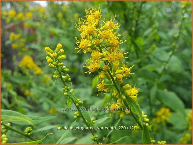 Solidago virgaurea 'Variegata' | Echte guldenroede, Guldenroede | Gemeine Goldrute