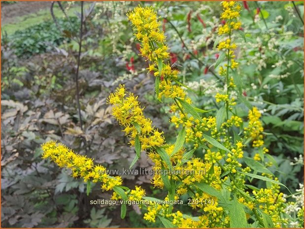 Solidago virgaurea 'Variegata' | Echte guldenroede, Guldenroede | Gemeine Goldrute