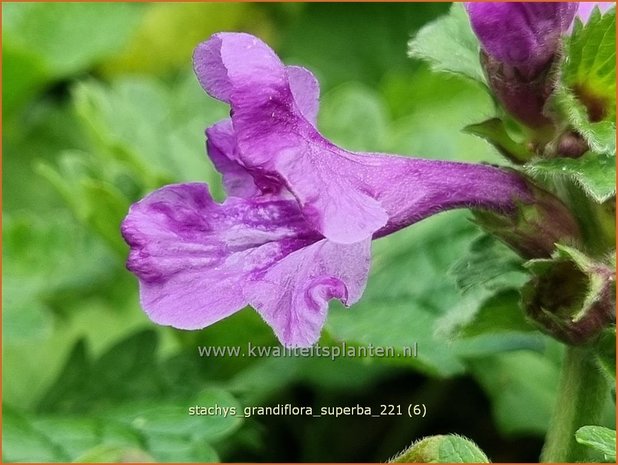 Stachys grandiflora &#39;Superba&#39; | Andoorn | Großblütiger Ziest