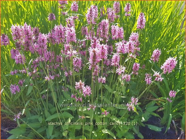 Stachys officinalis 'Pink Cotton Candy' | Betonie, Koortskruid, Andoorn | Echter Ziest