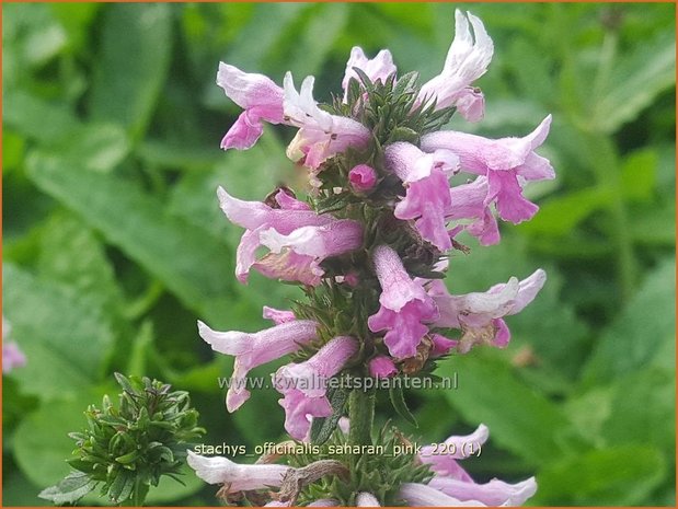 Stachys officinalis &#39;Saharan Pink&#39; | Betonie, Koortskruid, Andoorn | Echter Ziest