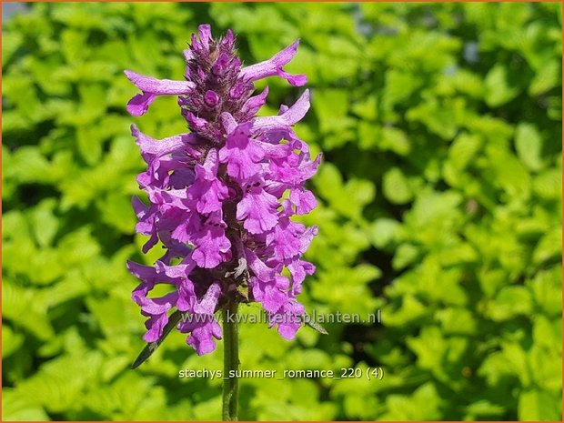 Stachys 'Summer Romance' | Andoorn | Ziest